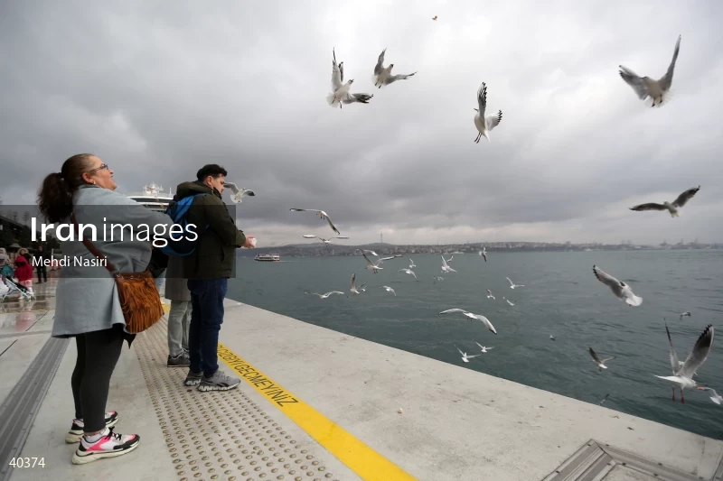 Seabirds of the Galataport