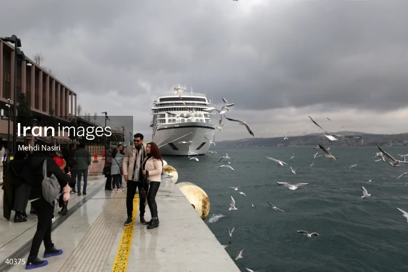 Seabirds of the Galataport