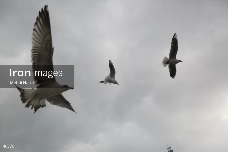 Seabirds of the Galataport