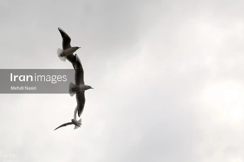 Seabirds of the Galataport