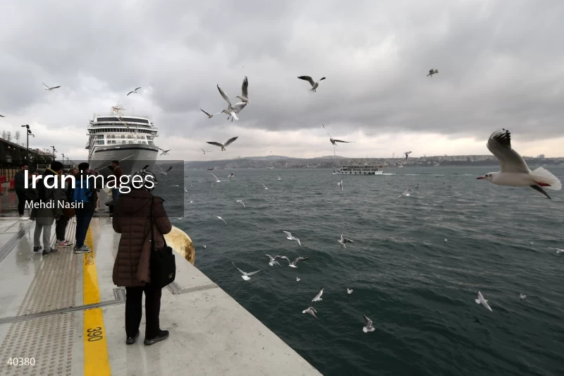 Seabirds of the Galataport