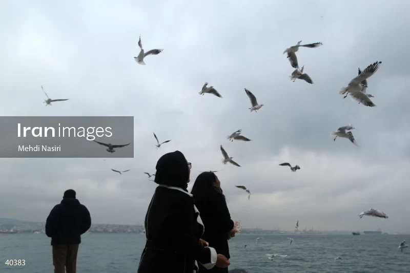 Seabirds of the Galataport