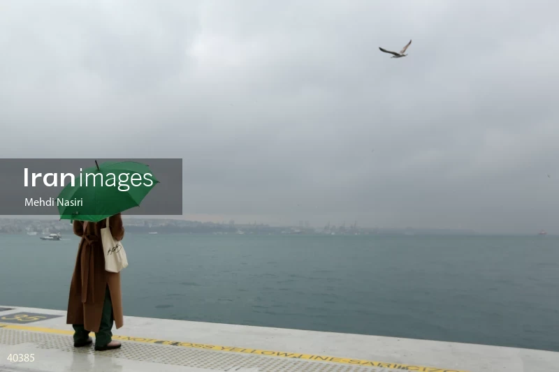 Seabirds of the Galataport
