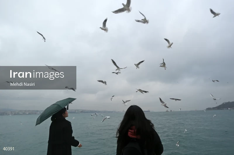 Seabirds of the Galataport