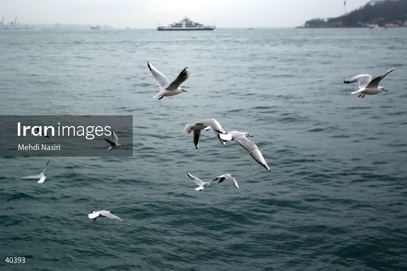 Seabirds of the Galataport