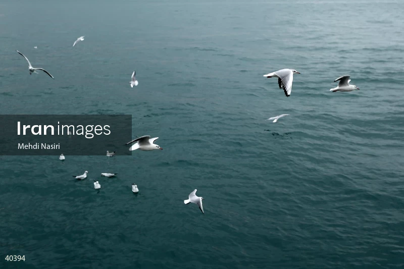 Seabirds of the Galataport
