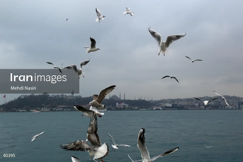 Seabirds of the Galataport