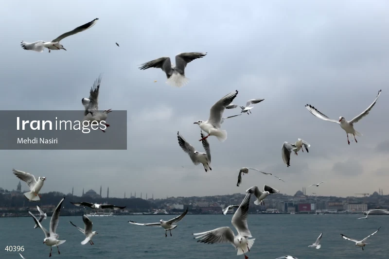 Seabirds of the Galataport