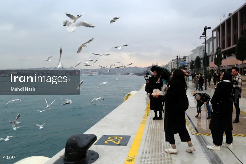 Seabirds of the Galataport