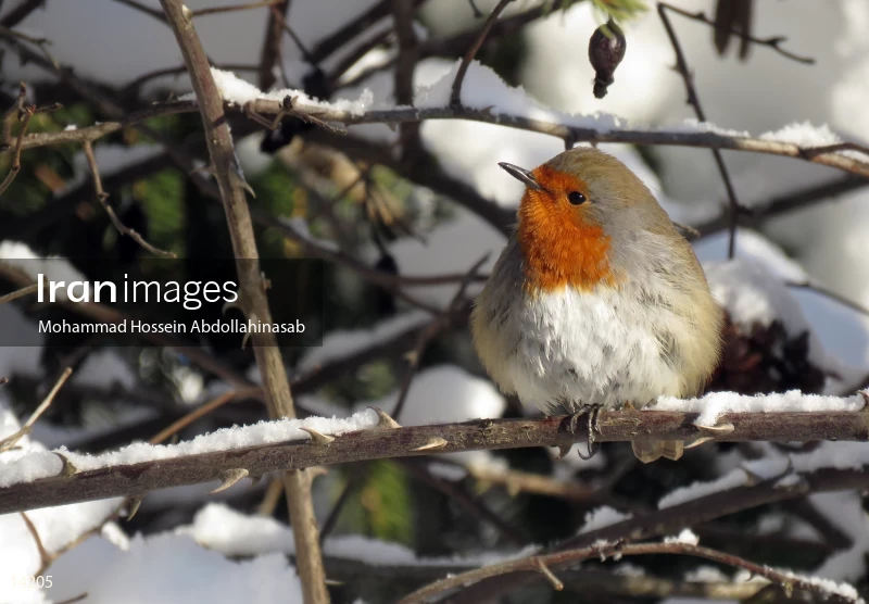 European robin