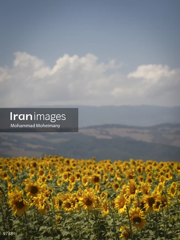 Sunflower farms