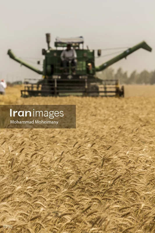 Wheat harvest in Golestan