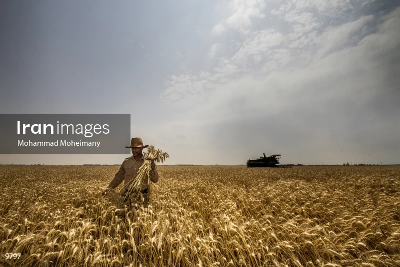 Wheat harvest in Golestan