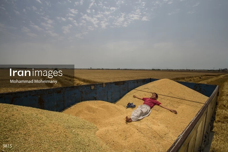 Wheat harvest in Golestan