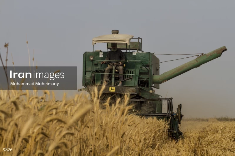 Wheat harvest in Golestan