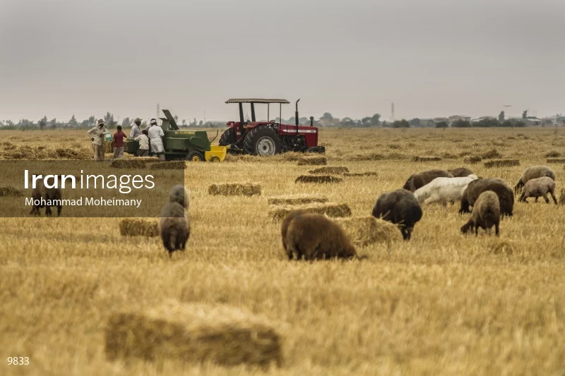 Wheat harvest in Golestan