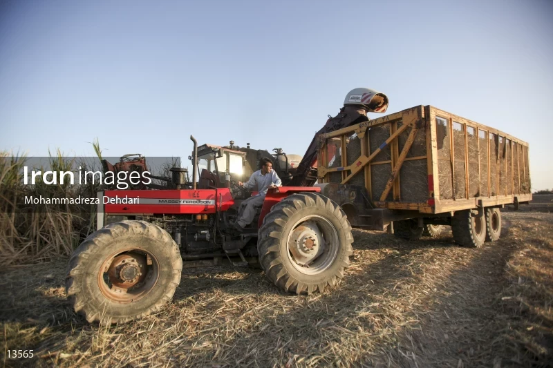 Sugarcane harvest