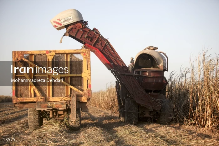 Sugarcane harvest