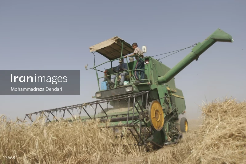 Wheat harvest in Khuzestan