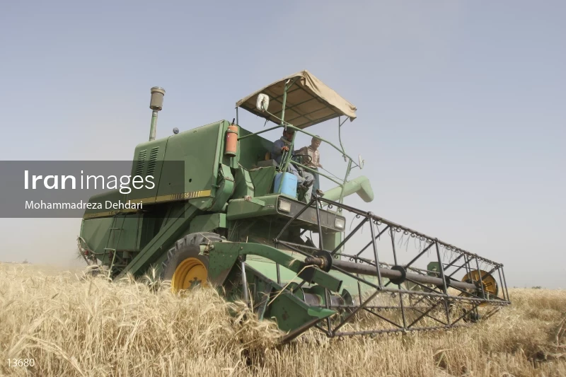 Wheat harvest in Khuzestan