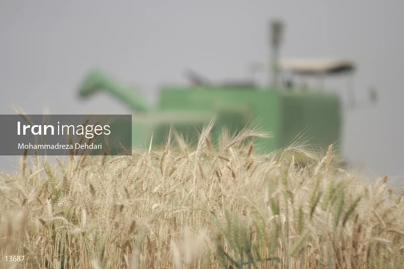 Wheat harvest in Khuzestan