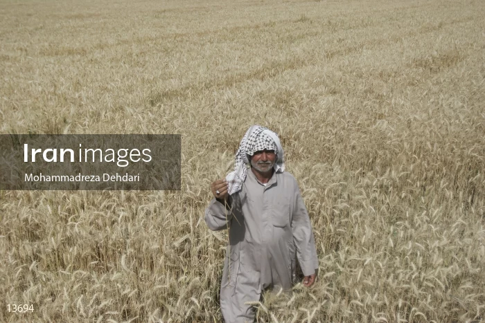 Wheat harvest in Khuzestan