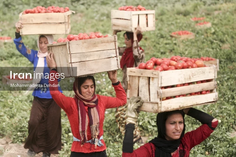 Tomato harvest in Khuzestan