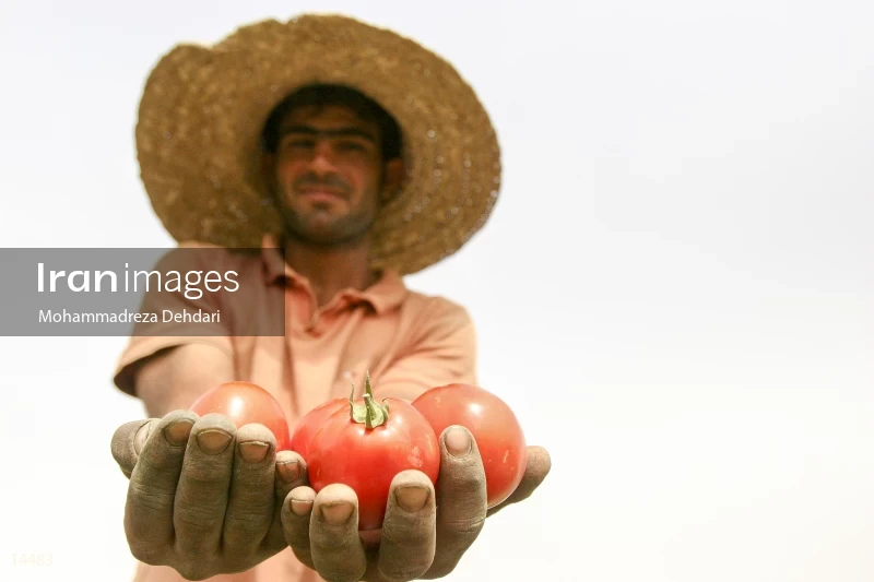 Tomato harvest in Khuzestan