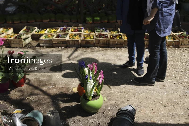 Qasr Aldasht flower market, Shiraz