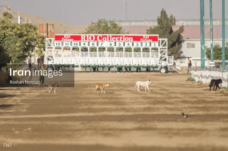 Tehran Horse Riding Summer Event