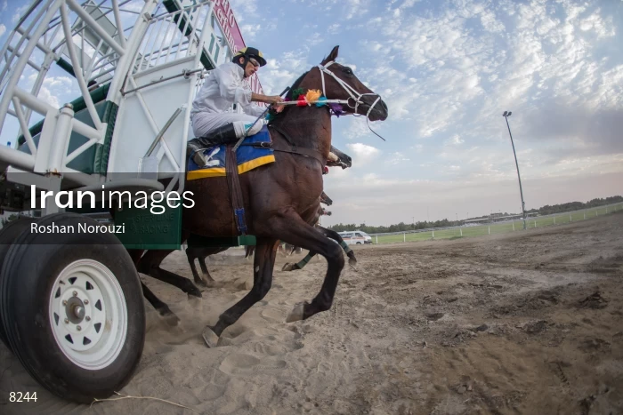 Tehran Horse Riding Summer Event