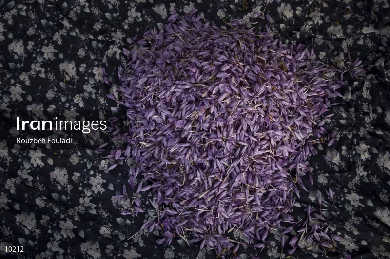 Harvesting Saffron