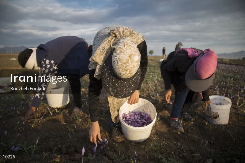 Harvesting Saffron
