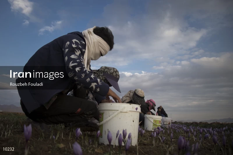 Harvesting Saffron