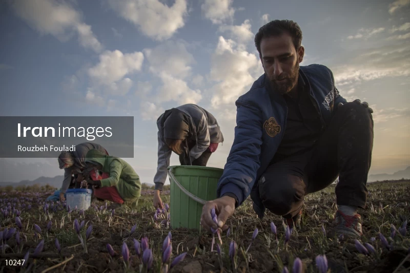 Harvesting Saffron