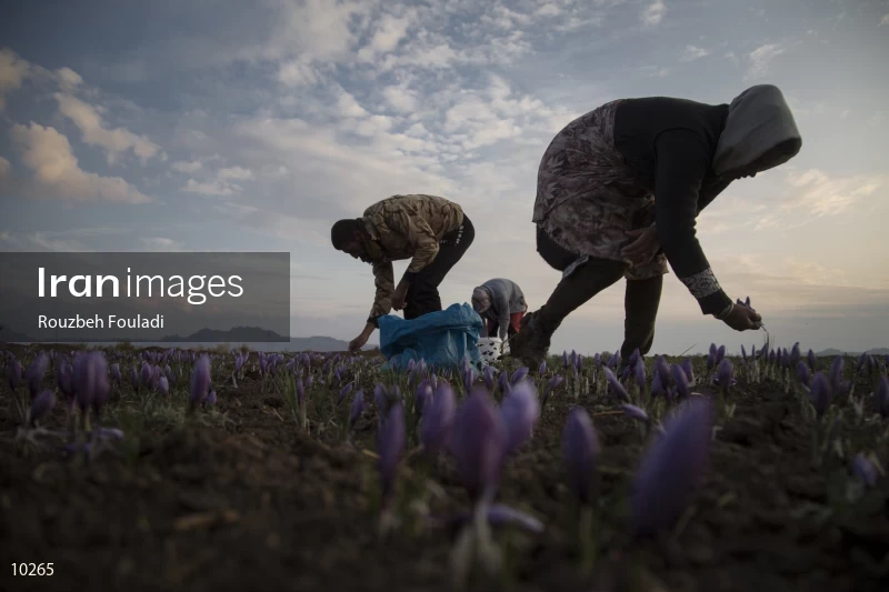 Harvesting Saffron