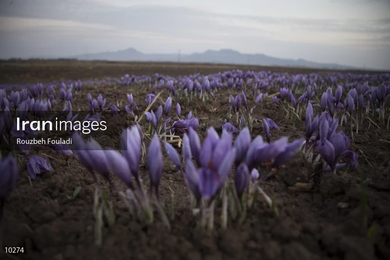 Harvesting Saffron
