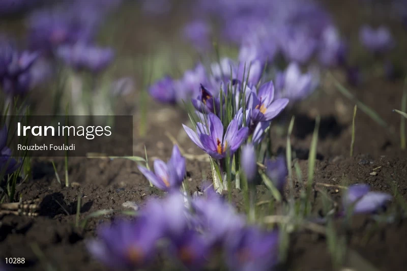 Harvesting Saffron