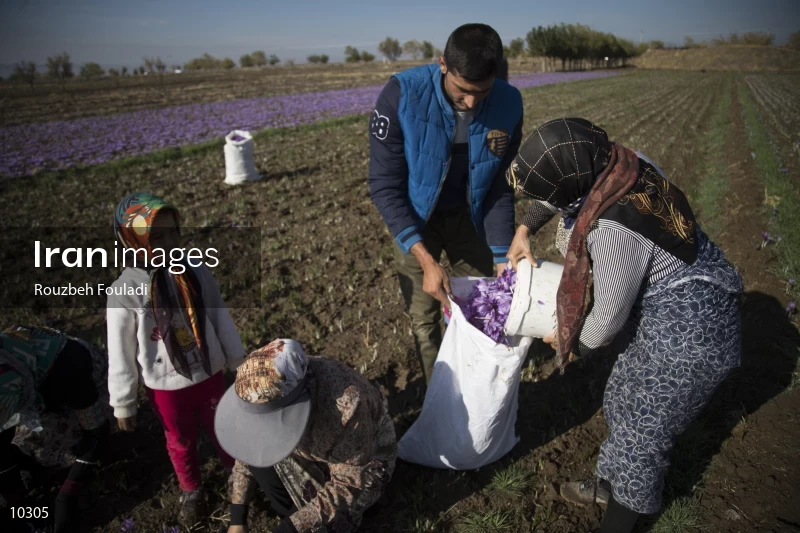 Harvesting Saffron