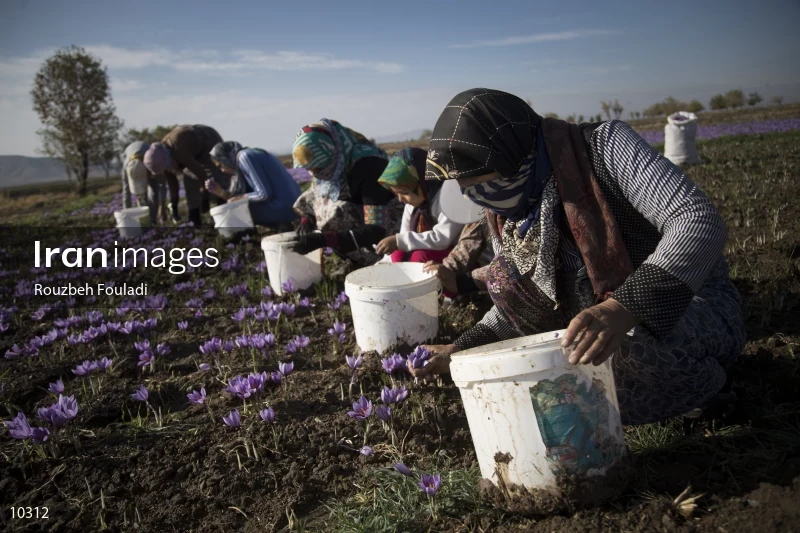 Harvesting Saffron