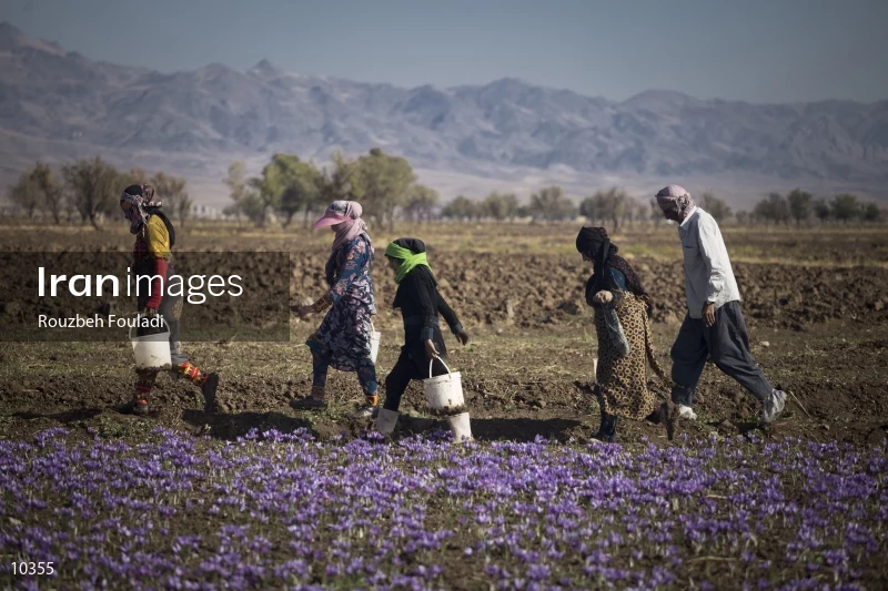 Harvesting Saffron