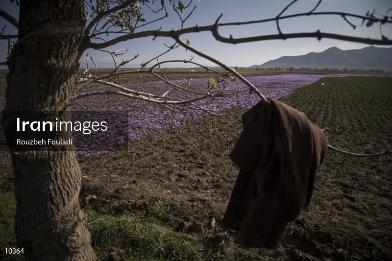 Harvesting Saffron