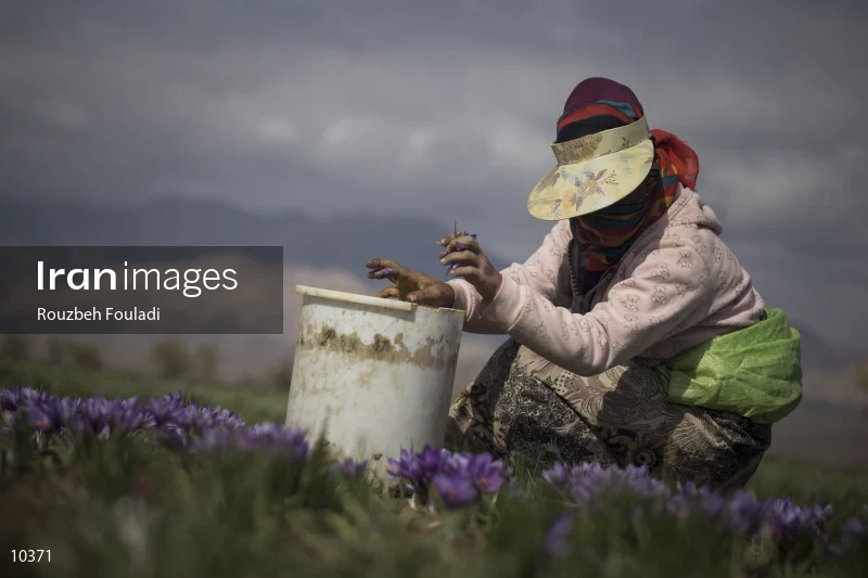 Harvesting Saffron