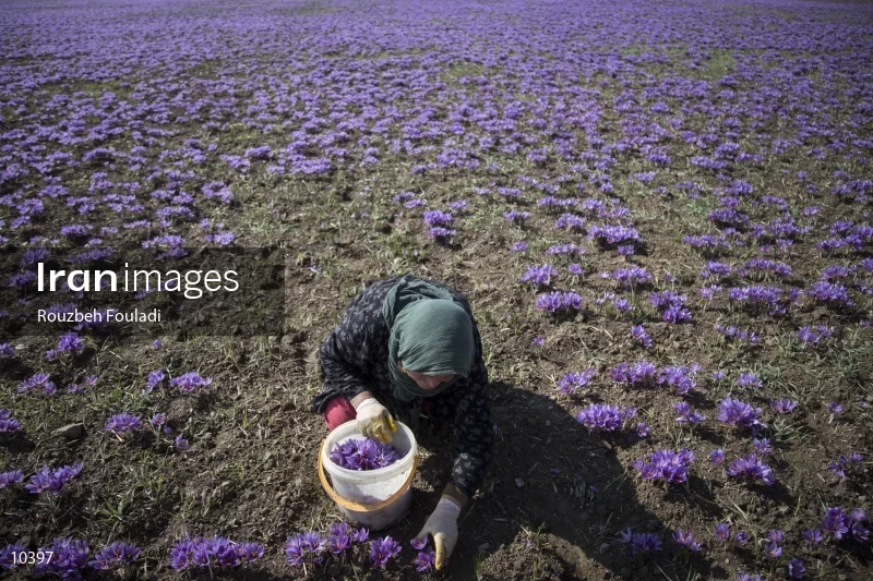 Harvesting Saffron