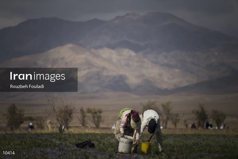 Harvesting Saffron