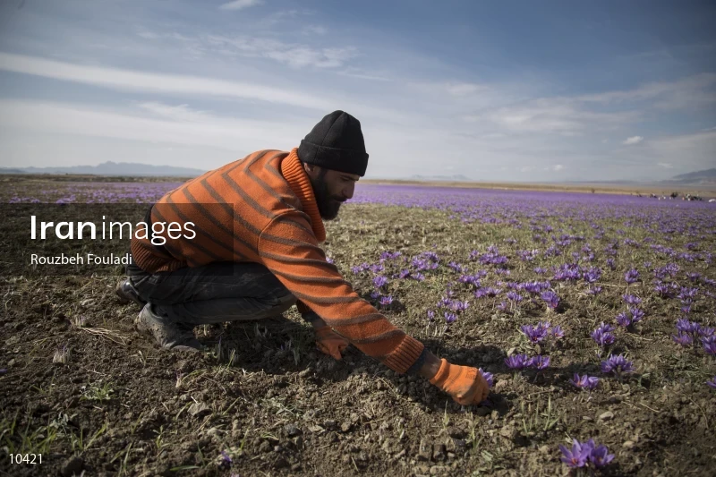 Harvesting Saffron