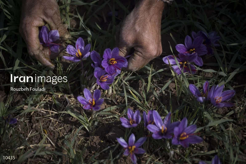 Harvesting Saffron