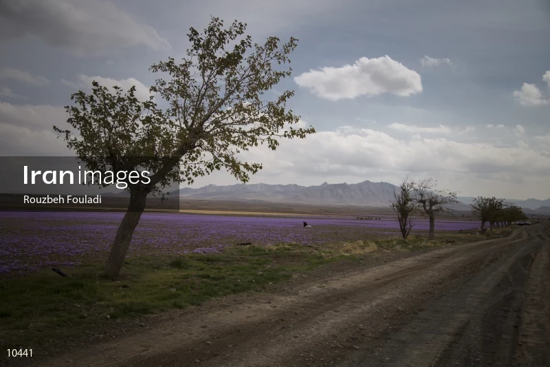 Harvesting Saffron