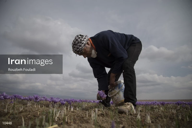 Harvesting Saffron
