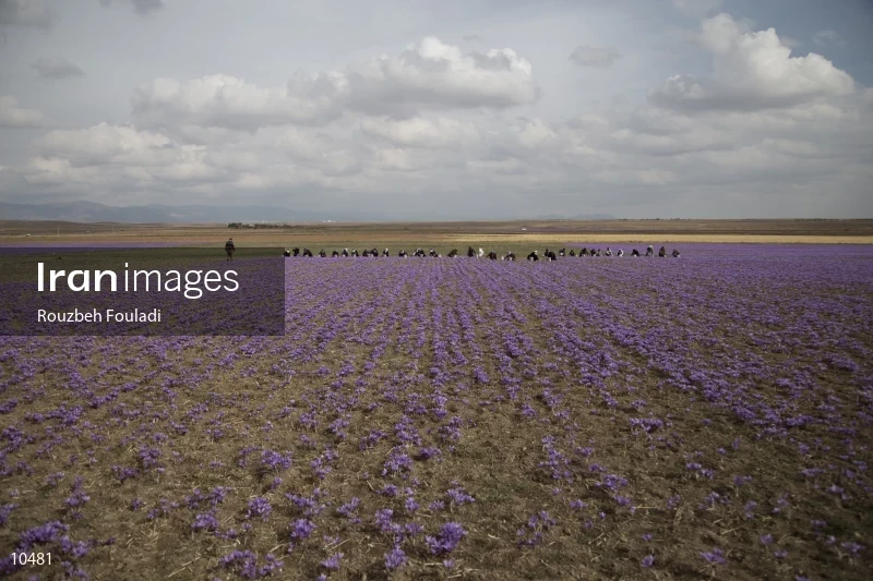 Harvesting Saffron